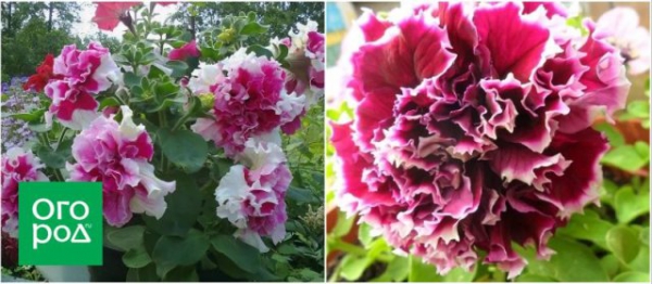 10 сортов и гибридов петунии, которые подарят вашему саду яркие краски